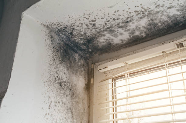 Affordable Commercial Mold Remediation solutions in Dysart, PA